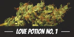 Love Potion No. 1