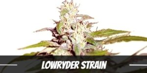 Lowryder Strain