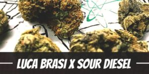 Luca Brasi X Sour Diesel