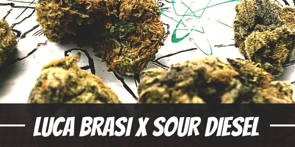 Luca Brasi X Sour Diesel