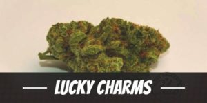 Lucky Charms
