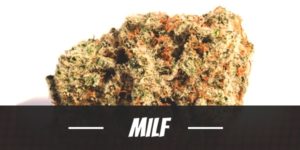 MILF