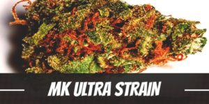 MK Ultra Strain