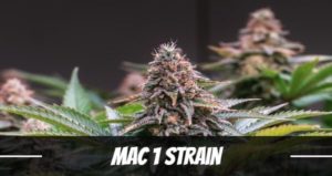 picture of the Mac 1 weed Strain