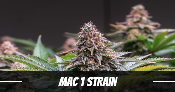 picture of the Mac 1 weed Strain