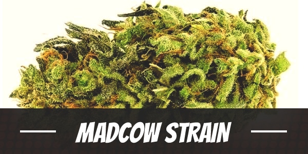 Madcow Strain