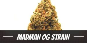 Madman OG Strain