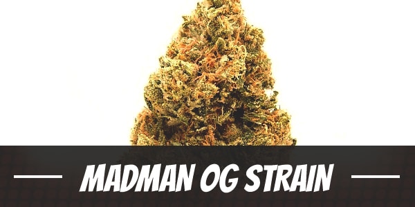 Madman OG Strain