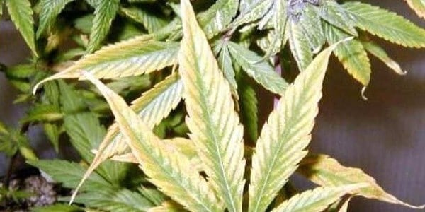 Magnesium deficiency