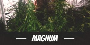 Magnum