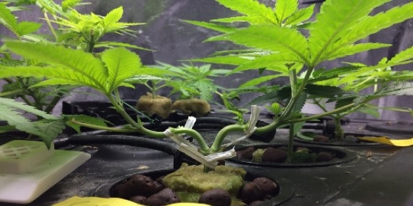 Mainlining Weed