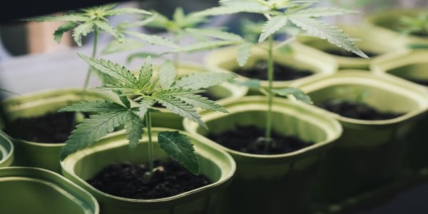 Maintain a low profile when growing cannabis