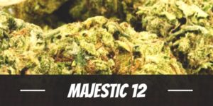 Majestic 12