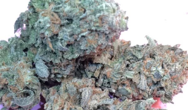 Majestic 12 Strain Growing
