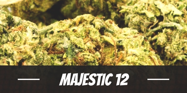 Majestic 12