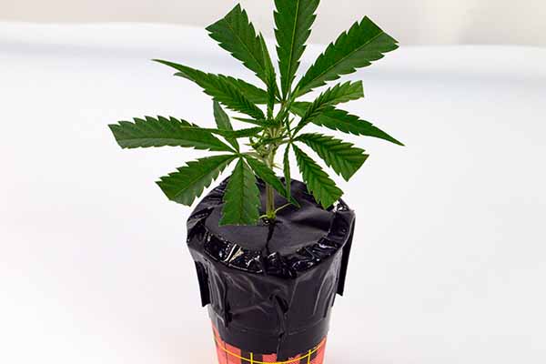 Clones will root in 5-10 days