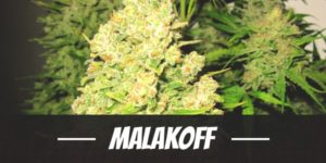 Malakoff