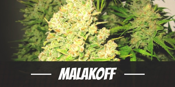 Malakoff