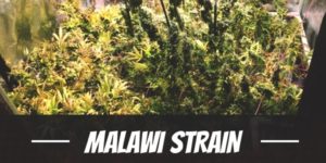 Malawi Strain