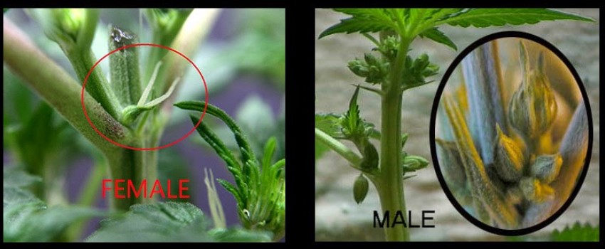 Male and Female Marijuana Flower