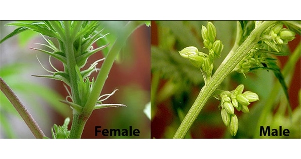 Can Stress Cause Hermaphrodite Marijuana Plants Scientific Ilgm