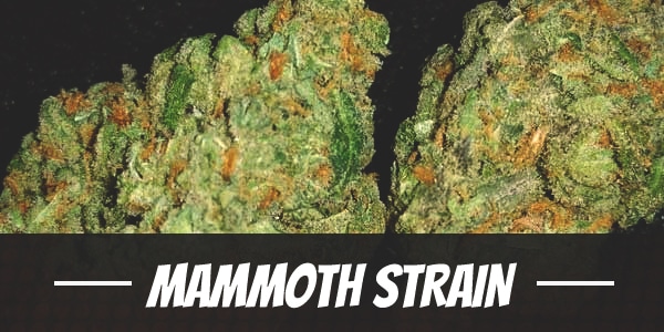Mammoth Strain