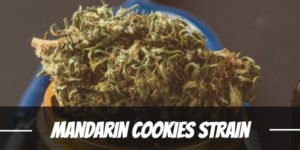 Mandarin Cookies Strain