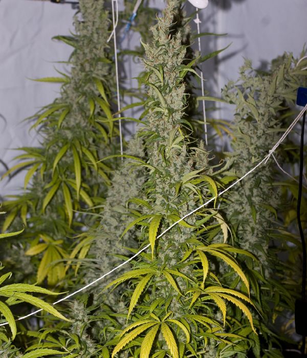 Mango Haze Marijuana