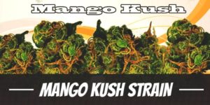 Mango Kush weed Strain