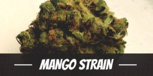 Mango Strain