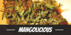Mangolicious