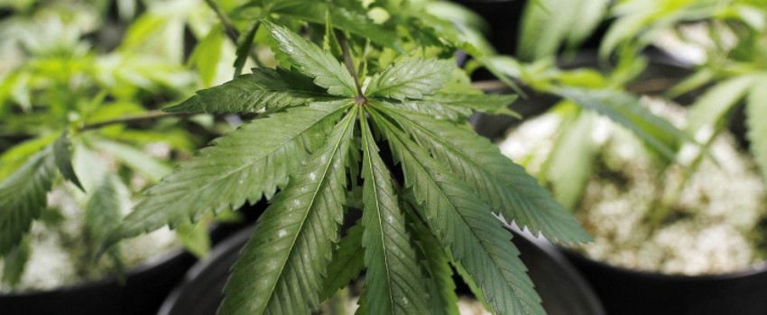 Marijuana