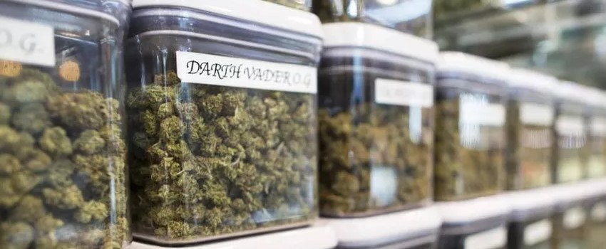Marijuana Business in California