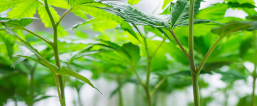 Marijuana Clone