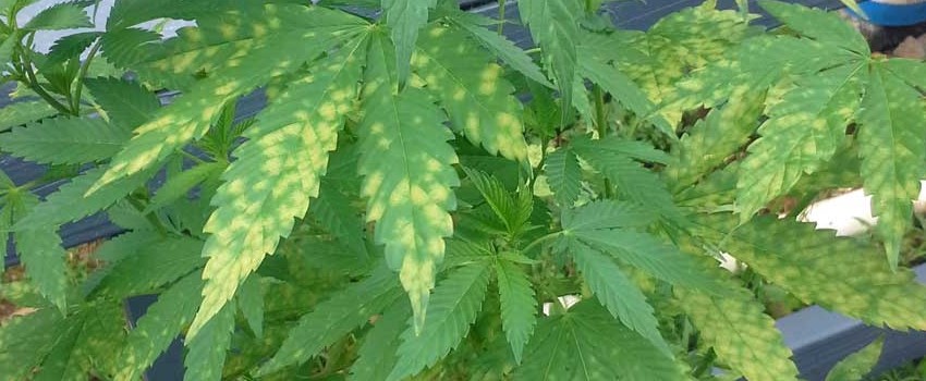 Marijuana growing – pests and diseases