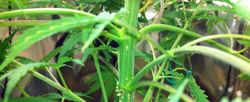 Marijuana growing – pests and diseases