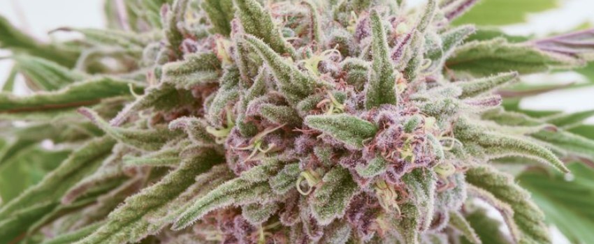 Marijuana plant flowers