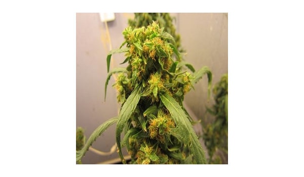 Marijuana plant symptoms fluffy buds