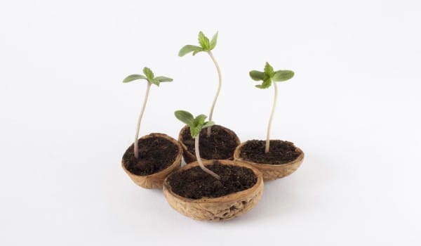 Marijuana seeds sprouting