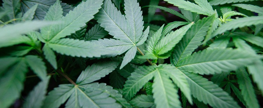 Marijuana