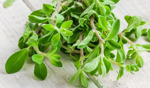 Marjoram