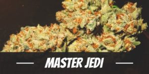 Master Jedi