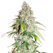Master Kush Strain