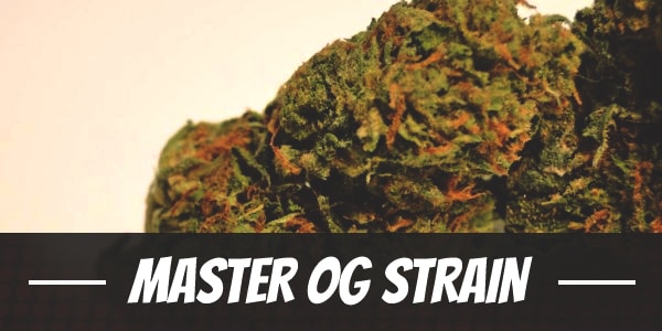 Master OG Strain