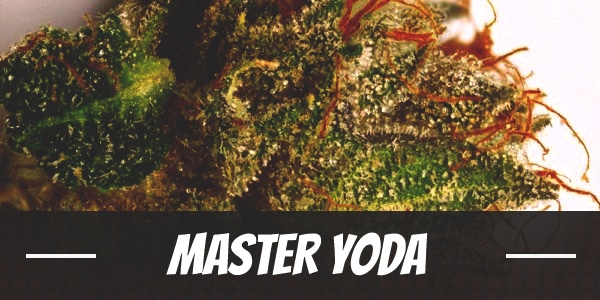 Master Yoda Weed Strain Review And Information