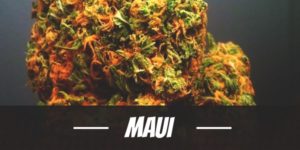 Maui