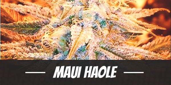 Maui Haole