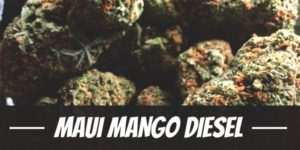 Maui Mango Diesel