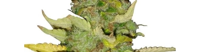 Maui Wowie