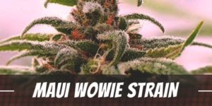Maui Wowie Strain
